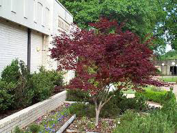 Acer palmatum 'Bloodgood' Flourish 